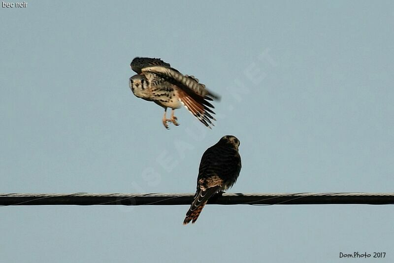 American Kestrel