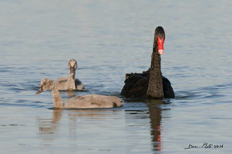 Cygne noir