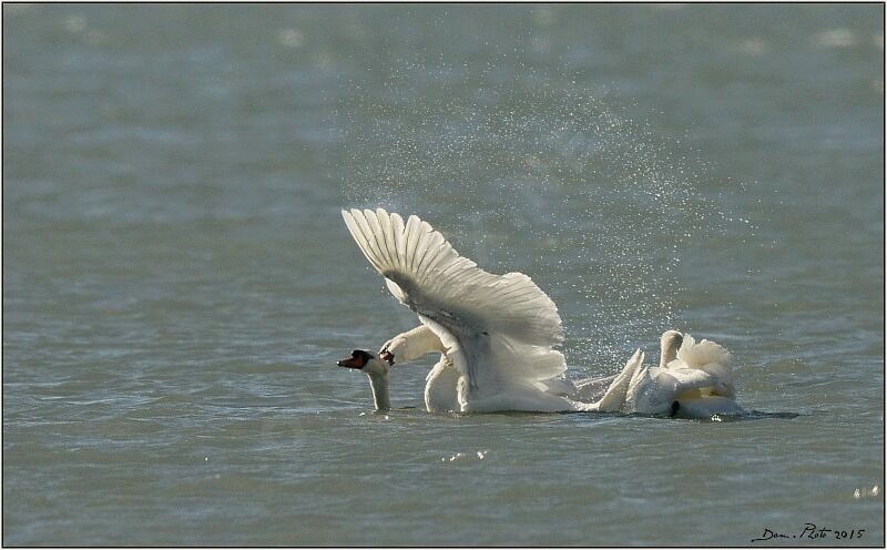 Cygne tuberculé