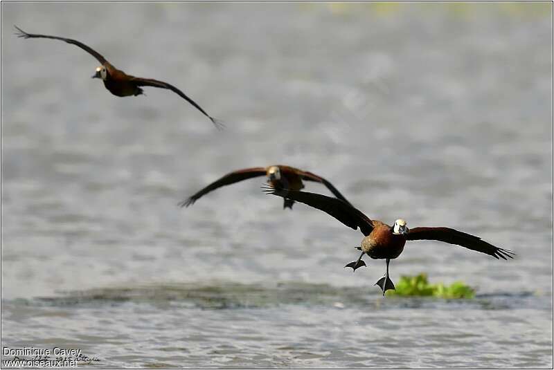 Dendrocygne veuf, Vol