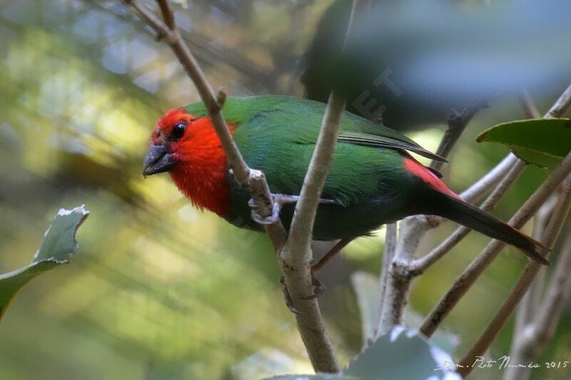 Red-throated Parrotfinch