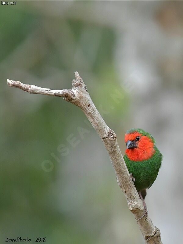 Red-throated Parrotfinchadult