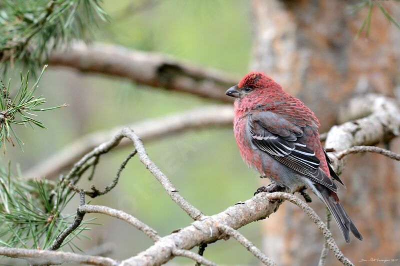 Pine Grosbeak