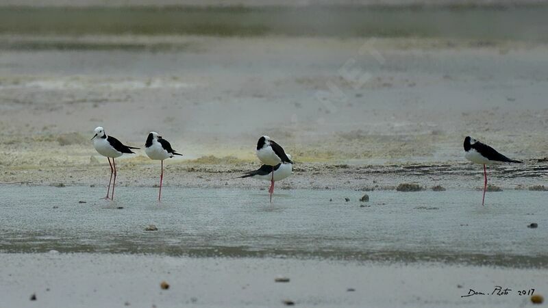 Pied Stilt