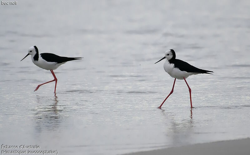 Pied Stilt