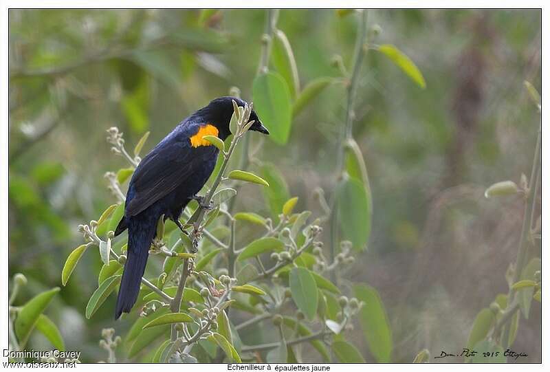 Black Cuckooshrike male adult