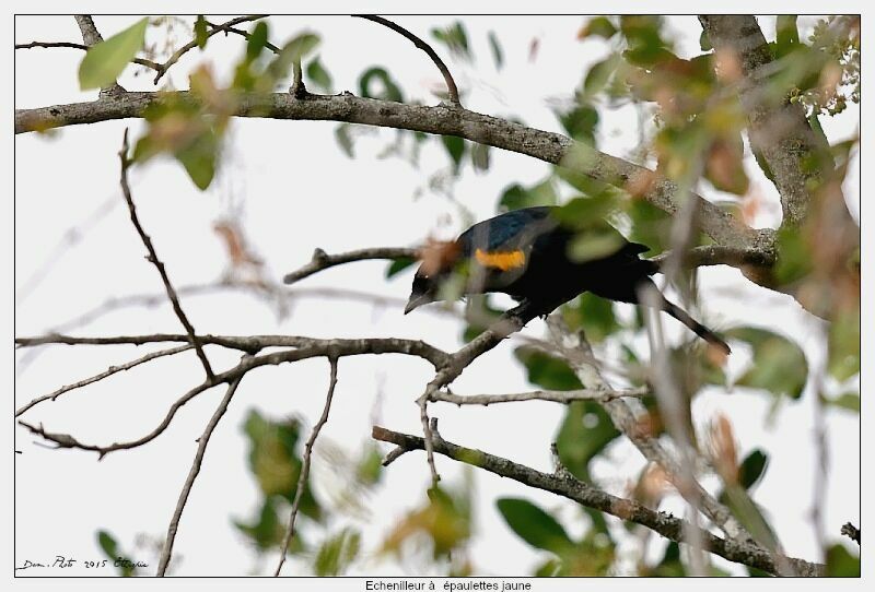 Black Cuckooshrike