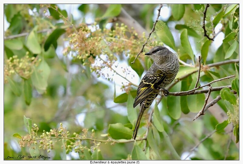 Black Cuckooshrike