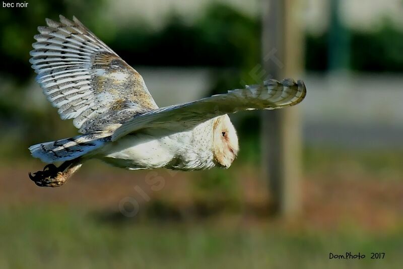 Eastern Grass Owl