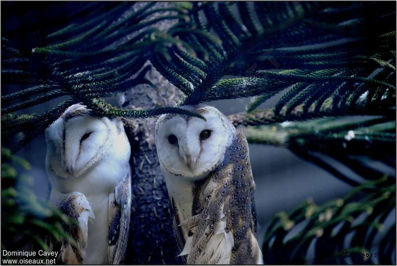 Eastern Barn Owl (interposita)