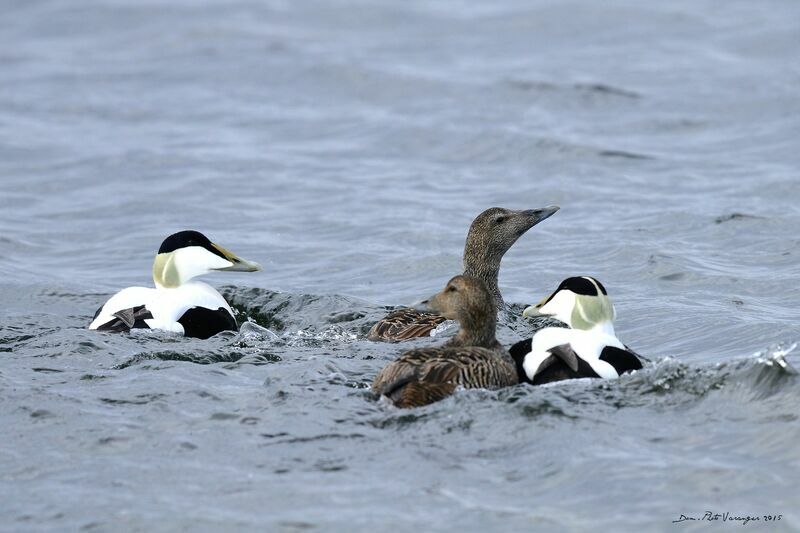 Common Eider