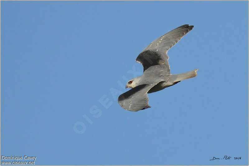 Black-winged Kitesubadult, pigmentation, Flight