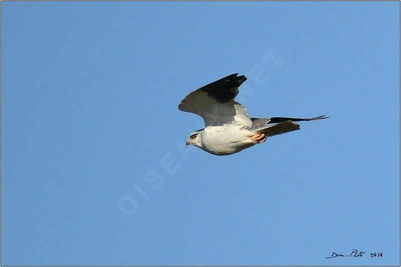 Black-winged Kite