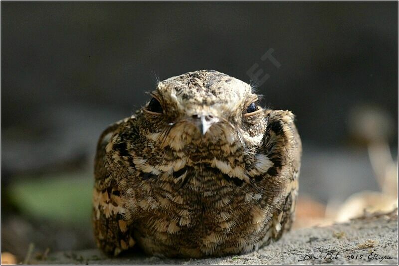 Slender-tailed Nightjar