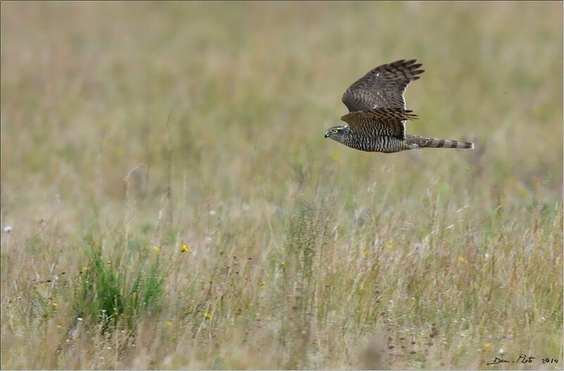 Eurasian Sparrowhawk