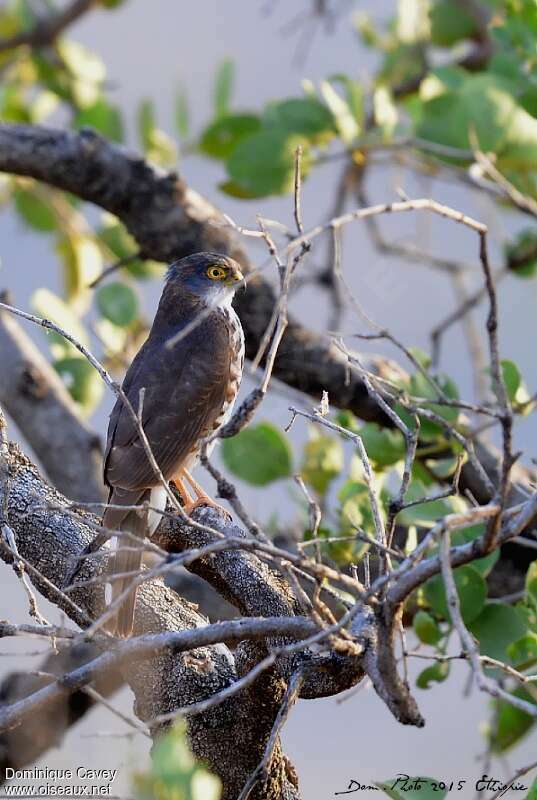 Little SparrowhawkSecond year, identification