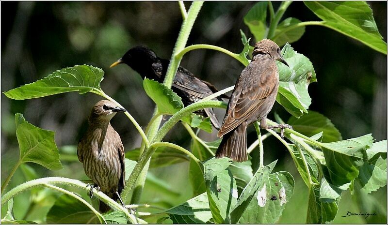 Common Starling