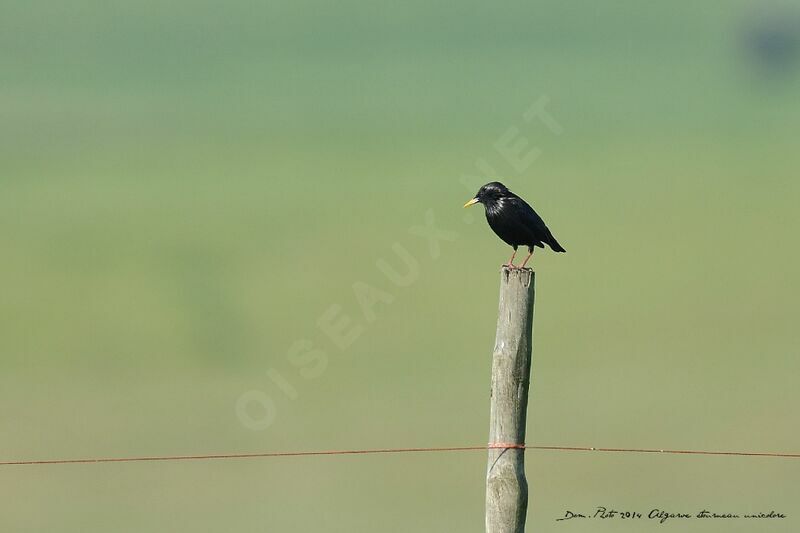 Spotless Starling