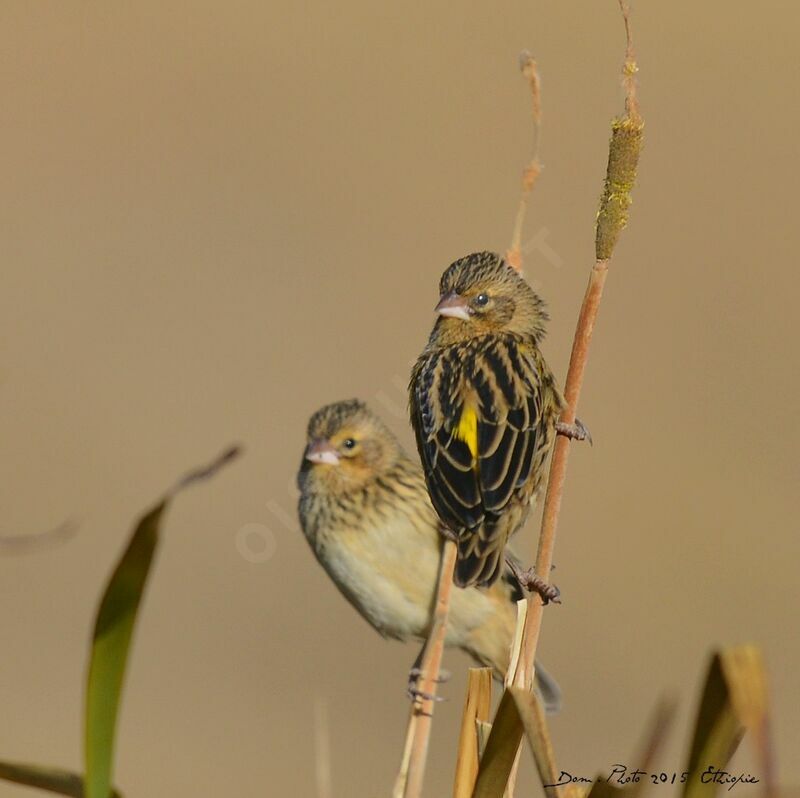 Yellow Bishop