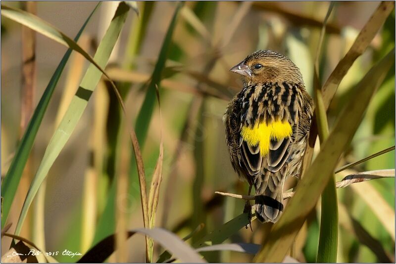 Yellow Bishop