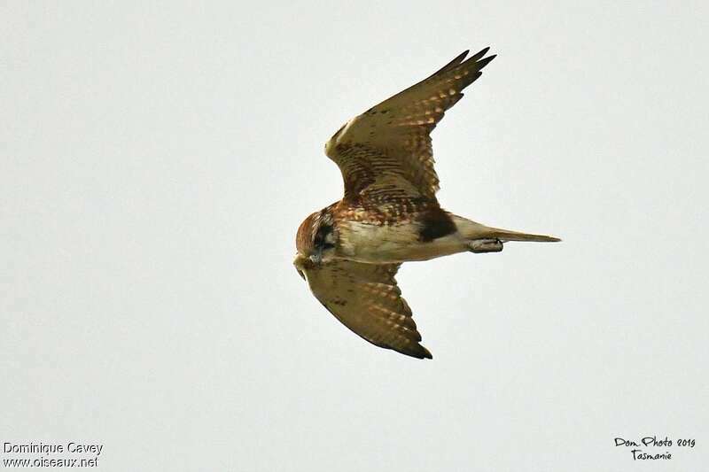 Brown Falconadult, Flight