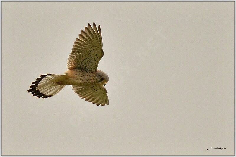 Common Kestrel