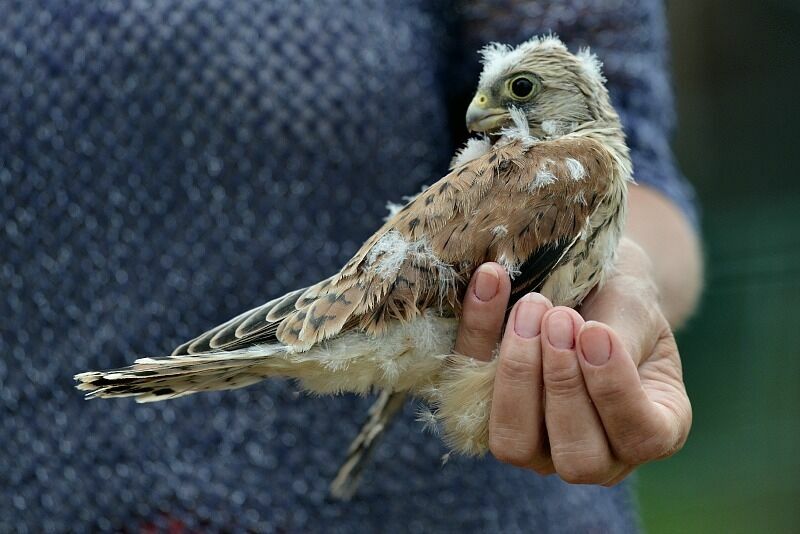 Lesser Kestreljuvenile