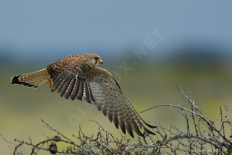 Lesser Kestrel