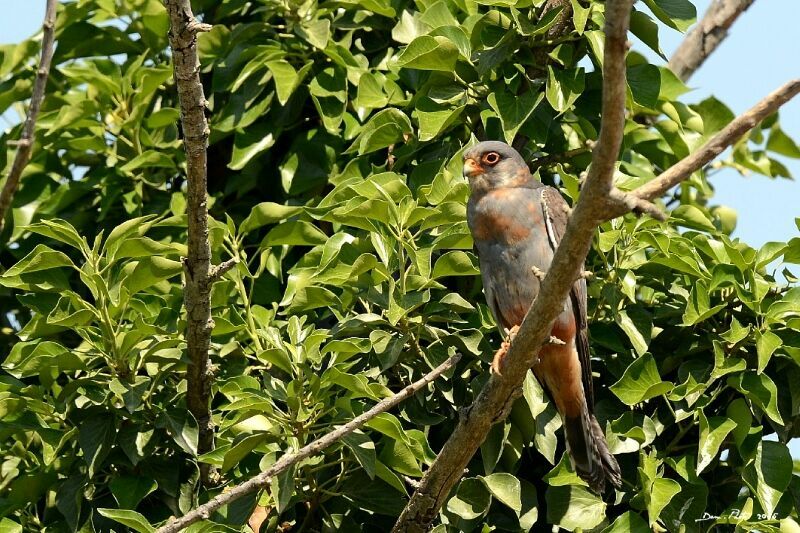 Red-footed Falcon male adult