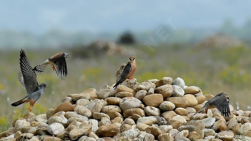 Red-footed Falcon