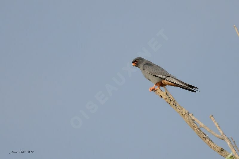 Red-footed Falcon