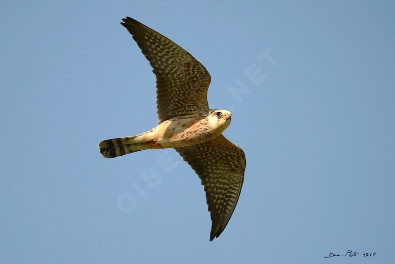 Red-footed Falcon