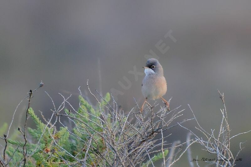 Spectacled Warbler