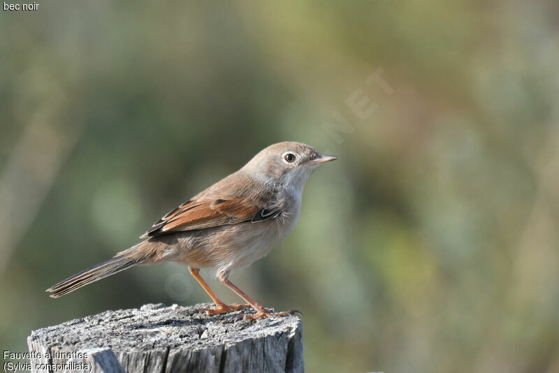 Spectacled Warbler