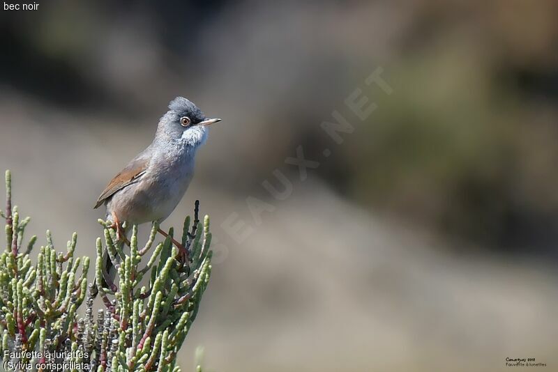 Spectacled Warbler