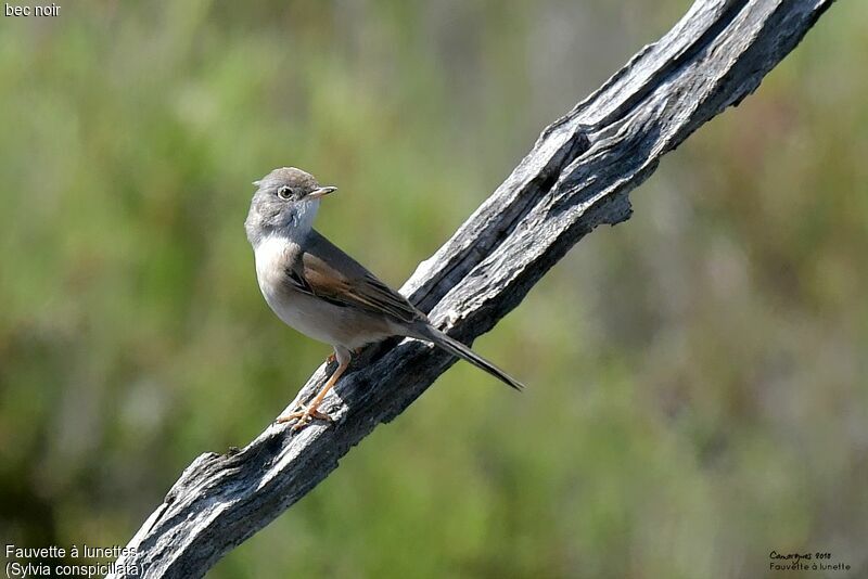 Spectacled Warbler female adult