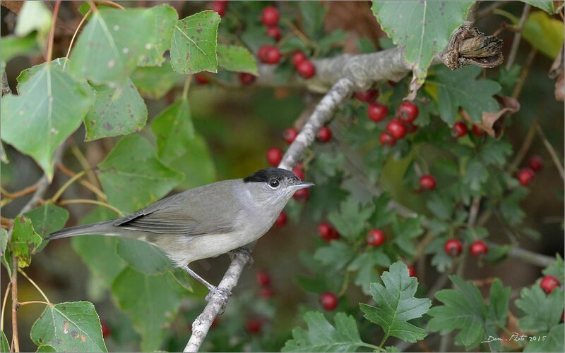 Eurasian Blackcap