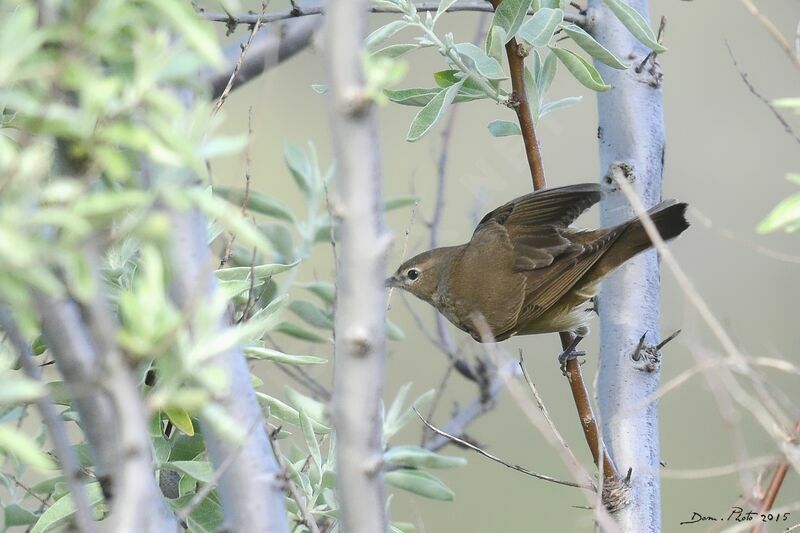 Garden Warbler