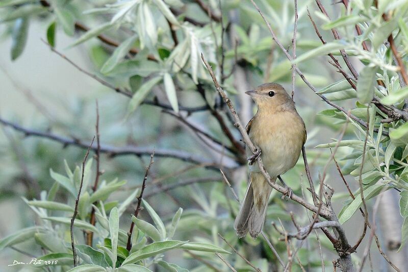 Garden Warbler