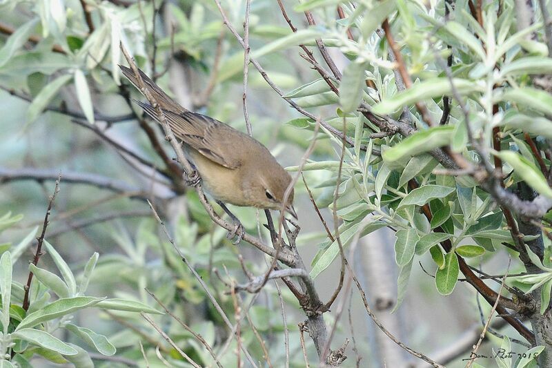 Garden Warbler