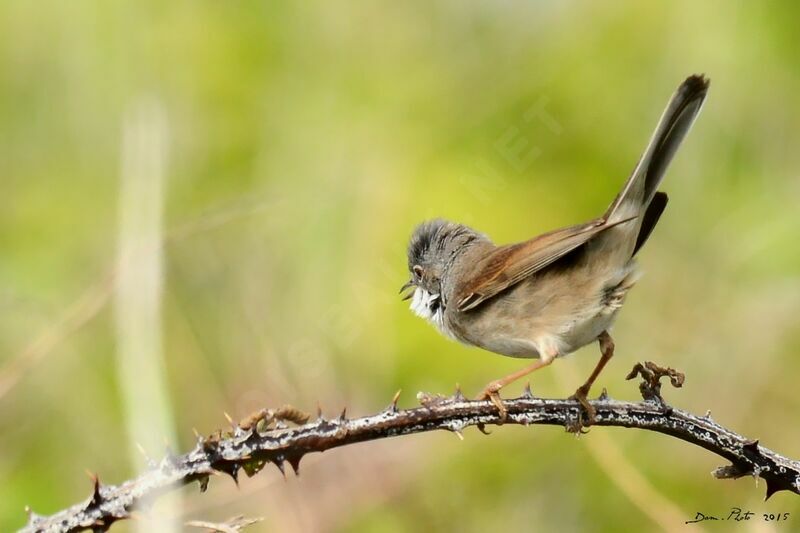 Common Whitethroat