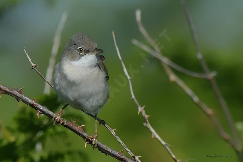 Common Whitethroat