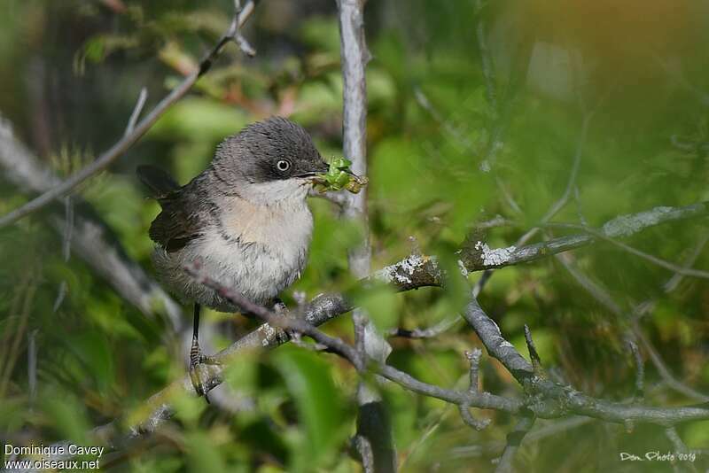 Western Orphean Warbleradult, feeding habits