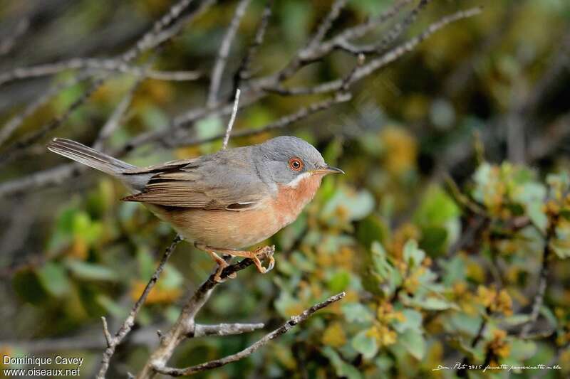 Western Subalpine Warbler male adult, identification