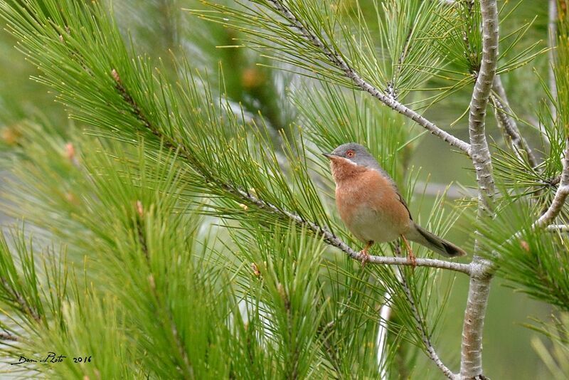 Western Subalpine Warbler