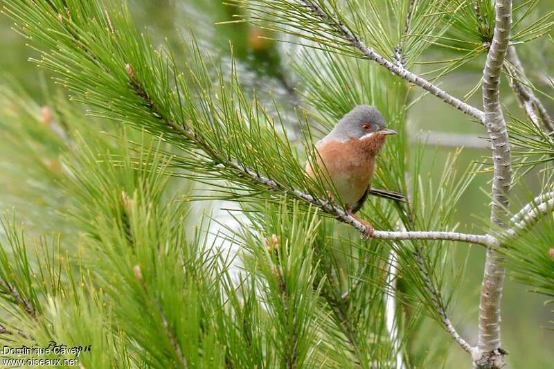 Western Subalpine Warbler male adult breeding, habitat