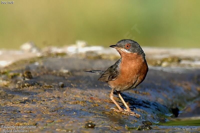 Western Subalpine Warbler