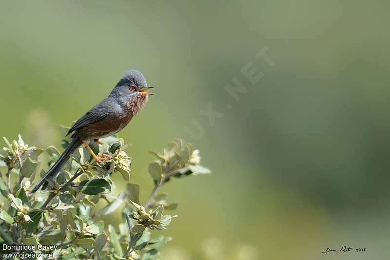 Dartford Warbler male adult breeding, identification