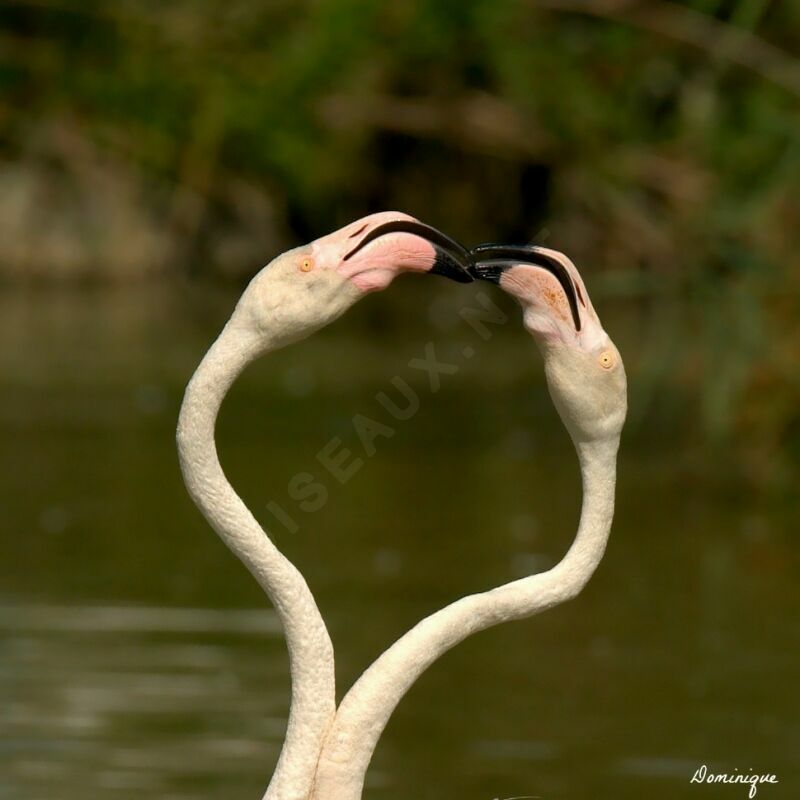 Greater Flamingo