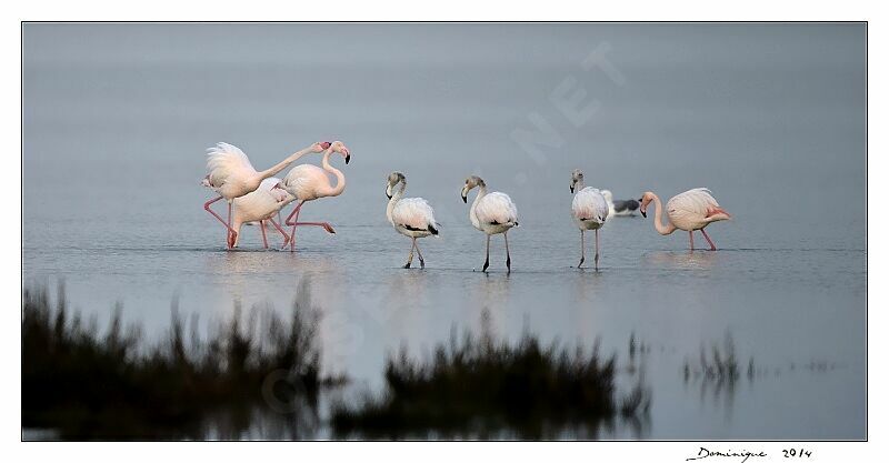 Flamant rose